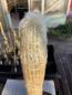 Preview: Austrocephalocereus dybowskii